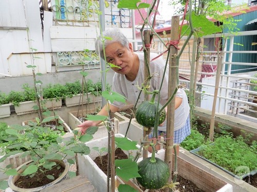 Vườn rau xanh rộng 25m² mùa nào thứ ấy của “Lão Nông Phố” ở Hà Nội