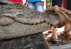 Hình ảnh đáng sợ về cá sấu 70kg bắt được ở HN