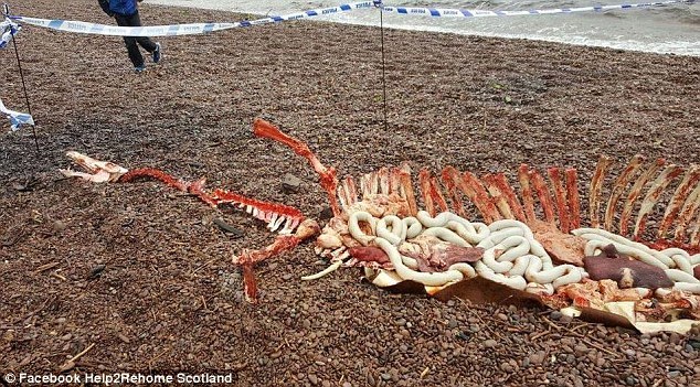 Tranh cãi bộ xương lạ nghi quái vật hồ Loch Ness đã chết