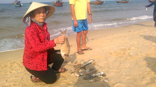 Quảng Bình lập hội đồng đánh giá thiệt hại sự cố môi trường biển