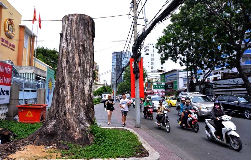 Hàng loạt cây xanh chết bất thường ở Sài Gòn