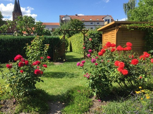 Mẹ Việt mát tay chăm vườn “nghìn lẻ một” loại hồng tại Đức