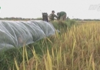Sáng chế máy bắt 10 kg chuột trong 1 giờ của nông dân Quảng Bình