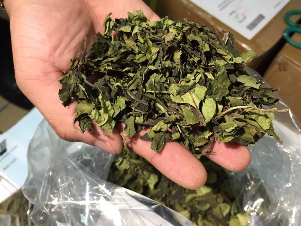 Bắt 2,5 tấn lá 'khat' chứa ma túy cực mạnh chuyển qua bưu chính