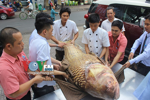 Cá hô 'khủng' nặng gần 130kg về Sài Gòn