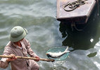 Hà Nội: Cá chết ven hồ Tây