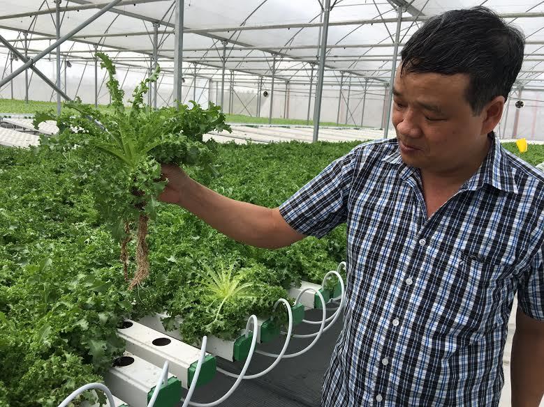 'Nhà máy' rau sạch không cần đất, chẳng ướt mưa ở Việt Nam