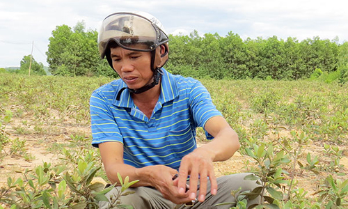 'Kẻ điên' phá rừng trồng sim dại