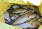Nghệ An: Mưa đột ngột sau hạn nặng, cá chết la liệt