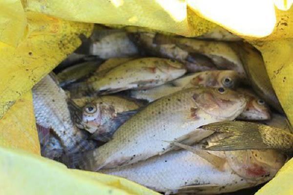 Nghệ An: Mưa đột ngột sau hạn nặng, cá chết la liệt