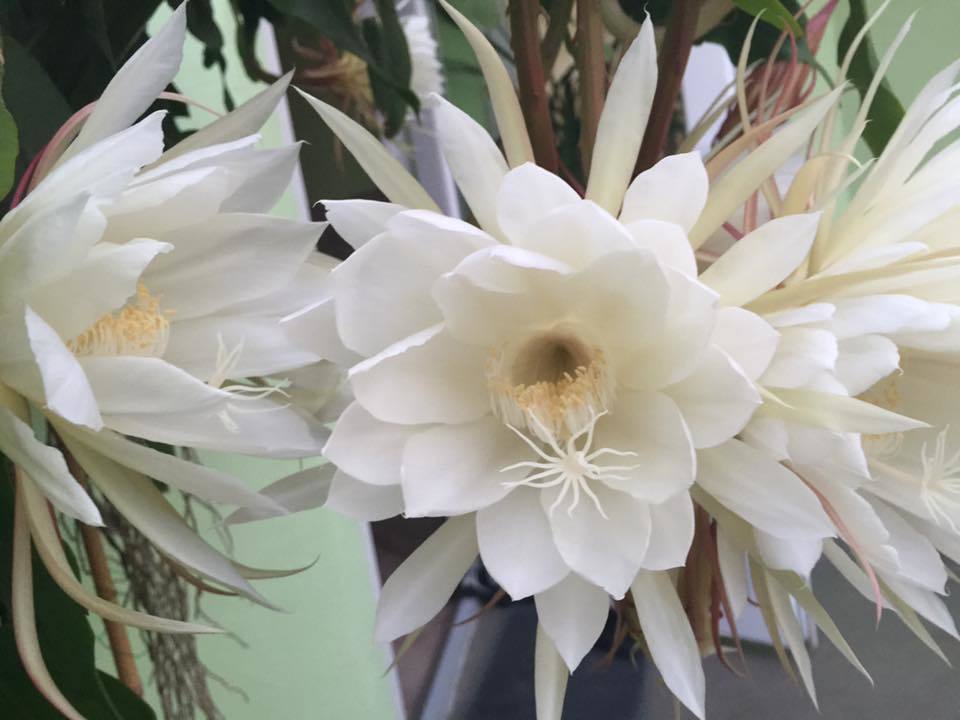 Quỳnh Hoa!