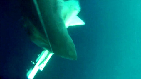 Xem cá mập 'khủng' phá nát drone với tốc độ kinh hoàng