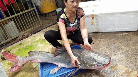 Cá lăng 'khủng' to bằng người lớn trên sông Sêrêpốk