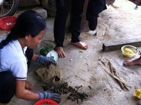 Thương lái Trung Quốc len lỏi vùng giáp biên dụ dân bán đỉa