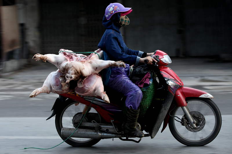 Heo 'lõa thể' từ khắp ngả nườm nượp vào chợ Thủ đô