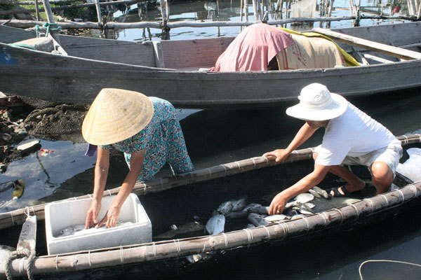 Huế: Cá nuôi lồng gần biển chết trong đêm
