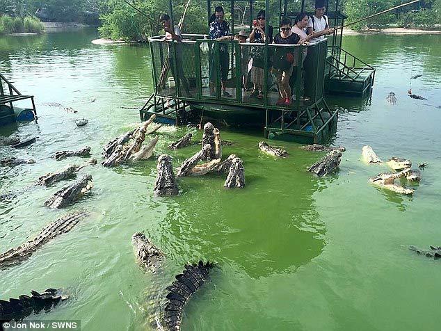 Rợn người cảnh du khách vui đùa giữa hồ cá sấu