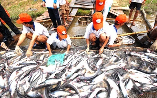 Phó Thủ tướng yêu cầu làm rõ vụ kiểm định khống 800 sản phẩm thủy sản