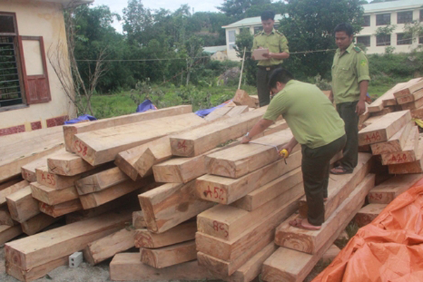 Đình chỉ 3 chỉ huy đồn biên phòng vụ phá rừng pơ mu