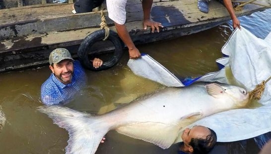 'Quái thú' sông Mekong được bảo vệ thế nào?