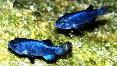 Cận cảnh loài cá độc nhất vô nhị trên thế giới ở 'hố quỷ'