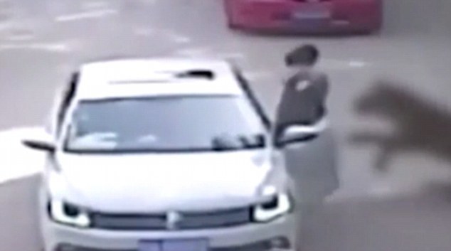 Clip kinh hoàng hổ vồ cô gái trước cửa ô tô