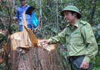 Lộ diện chủ mưu 'tập đoàn' phá rừng pơ mu xuyên quốc gia