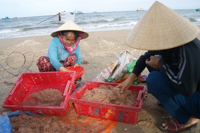 Quảng Bình: Yêu cầu lấy mẫu kiểm tra chất lượng ruốc biển