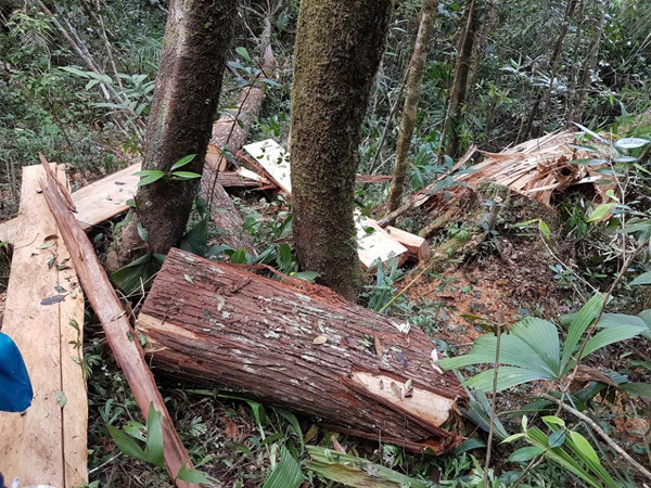 Trùm đường dây phá rừng pơ mu là kẻ kín tiếng