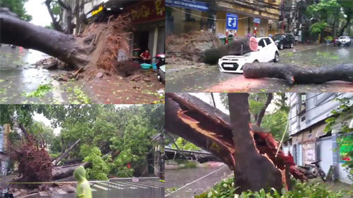 Bão số 1: Cây xanh đổ hàng loạt, đè ô tô