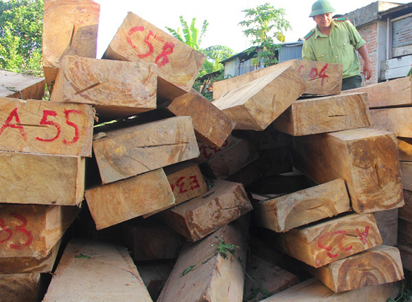 Vụ phá rừng pơ mu: Ủy ban Kiểm tra Tỉnh ủy vào cuộc