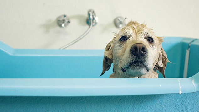 Bản hợp đồng gây tranh cãi của ông bố dạy con về trách nhiệm
