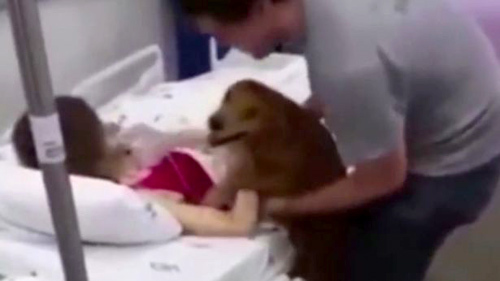 Clip chú chó thăm cô chủ trên giường bệnh khiến người xem rớt nước mắt