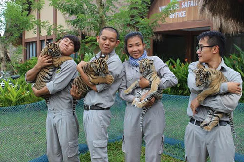 4 hổ quý Bengal chào đời ở Vinpearl Safari