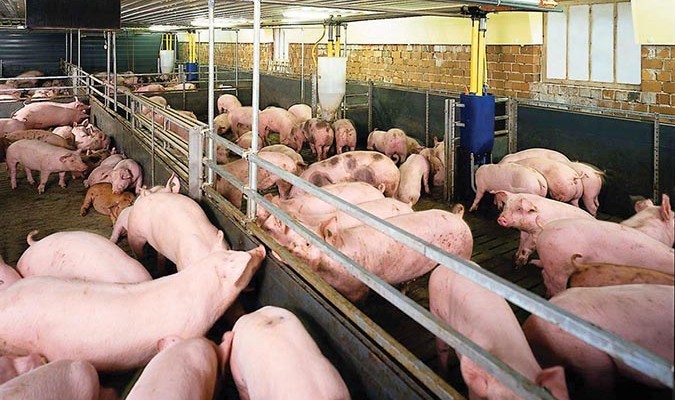 Phát hiện 7 mẫu lợn ở Hà Nội có chất cấm