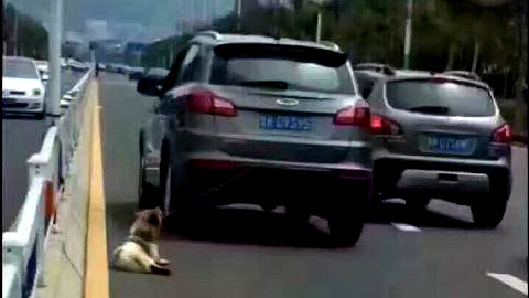 Dân mạng phẫn nộ tài xế kéo lê chó trên đường đến chết
