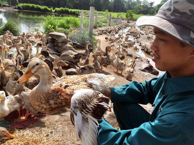 Cho vịt 'ăn sang ở sướng' để chất lượng thịt ngon