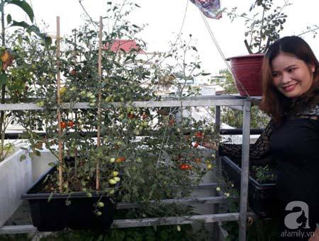Bí quyết trồng cà chua bi cho ra hàng trăm quả ở Sài Gòn