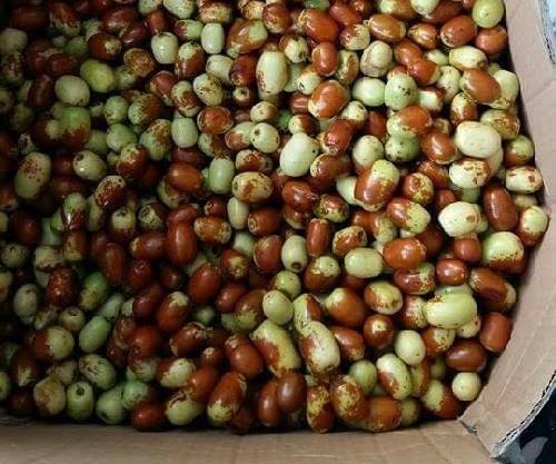 Hà Thành liều mạng: Ăn 'thần dược' táo tàu Trung Quốc thâm xỉn
