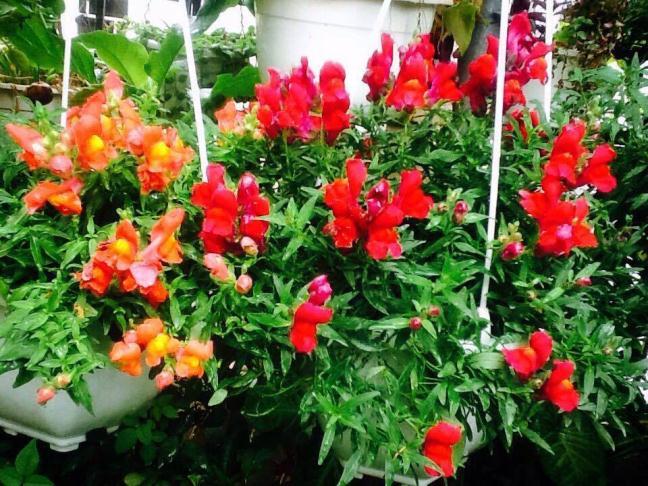 Ngắm nhìn vườn treo trên tầng thượng đẹp lộng lẫy giữa lòng thủ đô