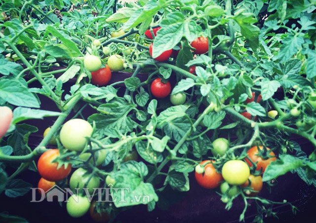 Mẹ Việt trồng rau quả tốt um nhờ bã thuốc bắc 'thần thánh'