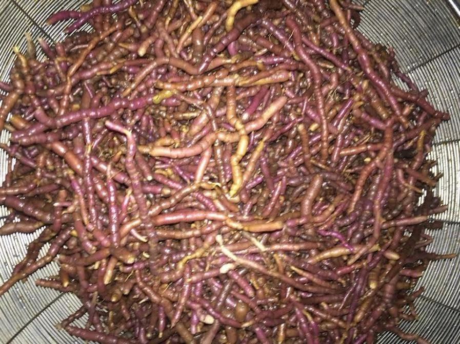 Săn thần dược chiều chồng, quý bà ăn quả đắng
