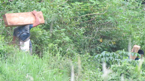 Phá rừng Pù Hoạt 2