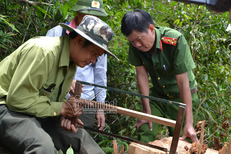 Công an, kiểm lâm tìm đến hiện trường vụ phá rừng pơ mu