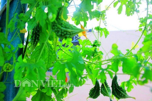 Giàn khổ qua rừng xanh mướt lủng lẳng trên nóc nhà phố