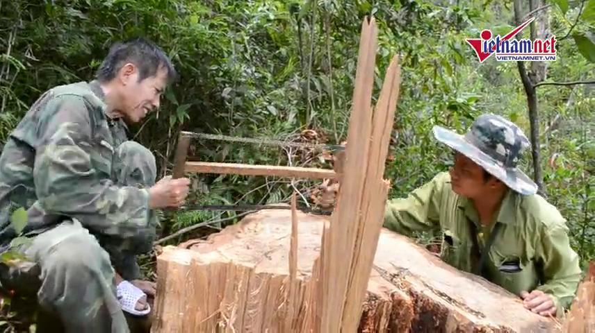 Trở lại hiện trường phá rừng