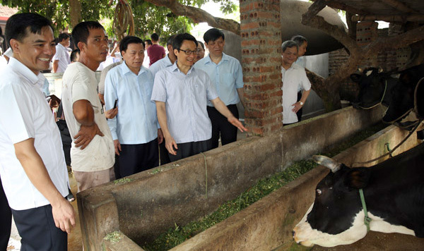 Sẽ kiểm soát đặc biệt các chất cấm trong chăn nuôi