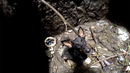 Chú chó thổn thức dưới giếng sâu khi biết mình được cứu