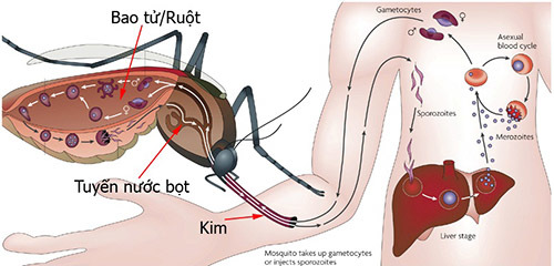 Bài thuốc Nam trị sốt xuất huyết hiệu quả