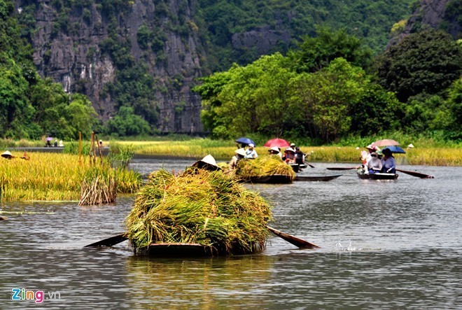 Những địa điểm ngắm lúa chín tuyệt đẹp mùa thu